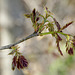 Spring Trees