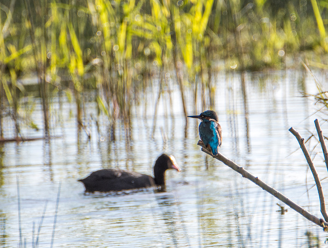 Kingfisher