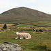 Sheep and mountain