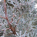 Blue juniper buds