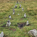 Merivale Stone Rows