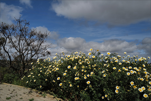 Glebionis coronaria, Penedos