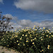 Glebionis coronaria, Penedos