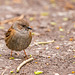 Dunnock