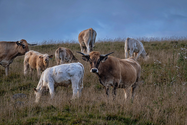 vaches Aubrac et des croisements Aubracs Charolaises