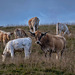 vaches Aubrac et des croisements Aubracs Charolaises