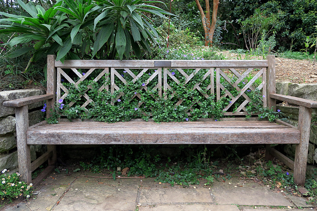 IMG 3451-001-Bench with Vines