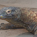 Komodowaran