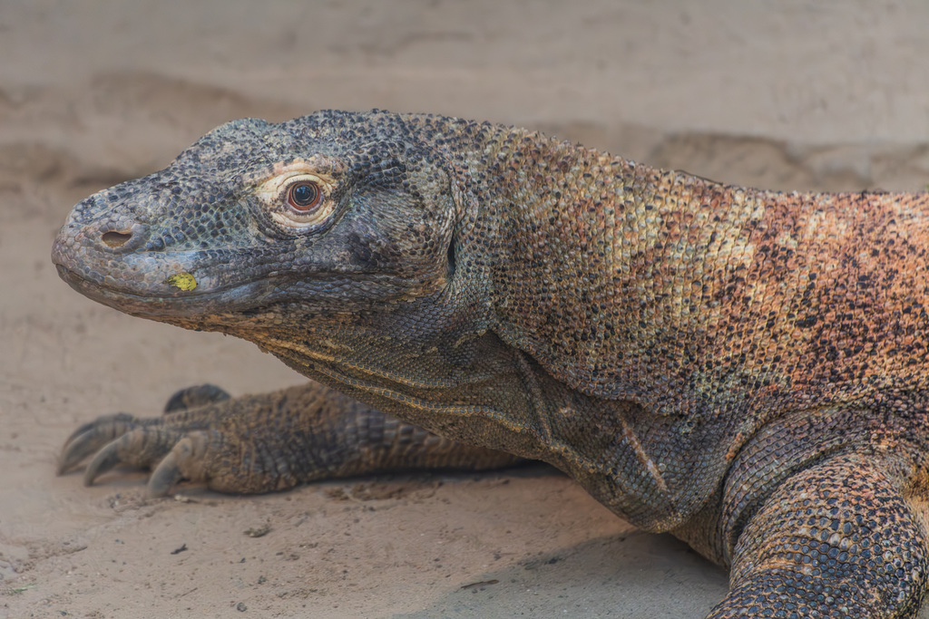 Komodowaran
