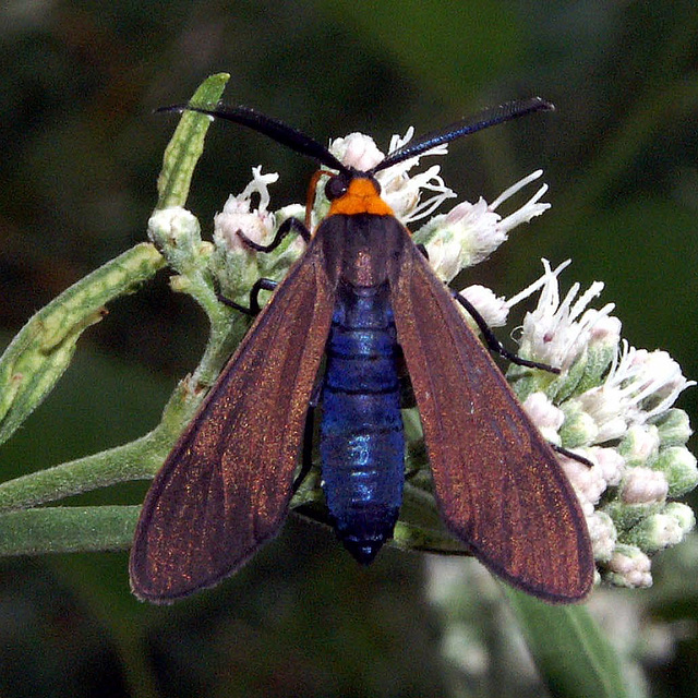 Yellow-Collared Scape Moth