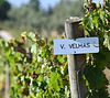 "Old Wines"