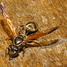 2015ColPart1IMG 9147wasp