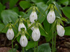 Cypripedium acaule (Pink Lady's-slipper orchid) white form