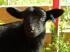 Transhumance du 5 mai 2016