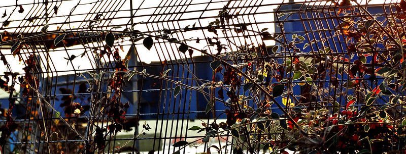 Urban Landscape