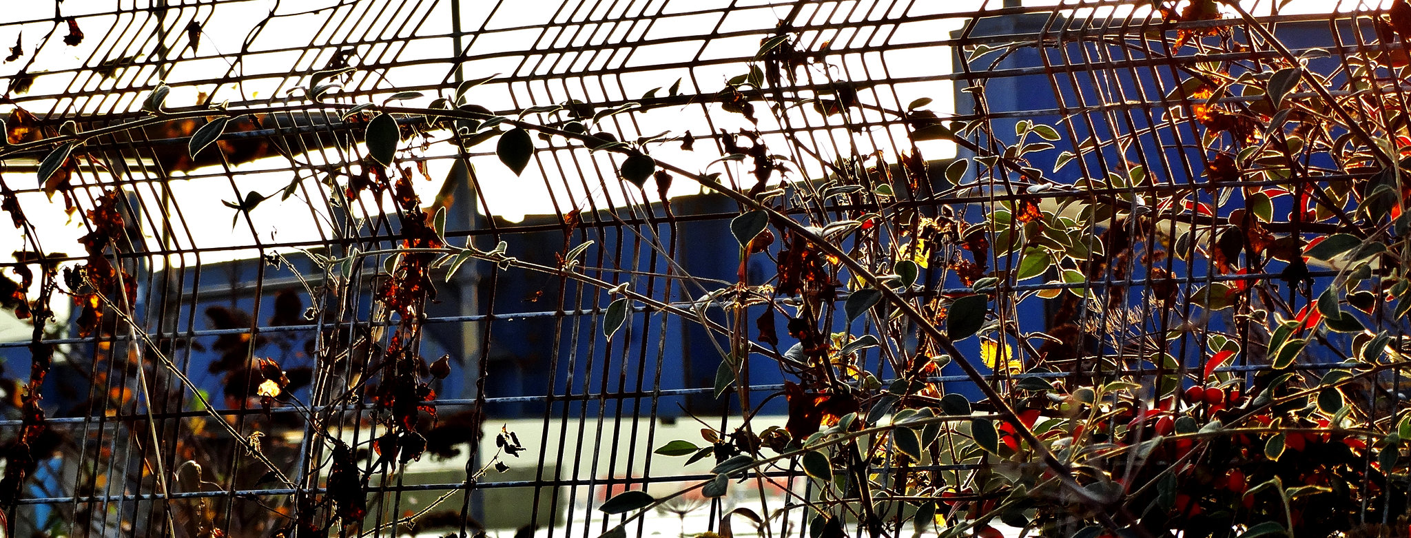 Urban Landscape