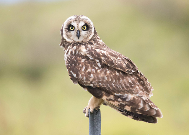 Hawaiian Owl