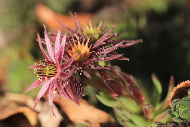 fleur de novembre