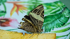 HUNAWIHR: Jardins des papillons 15