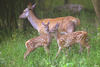 Naissance 7 ou 8 Juin