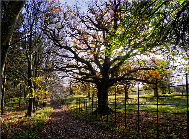 The Oxfordshire Way in Autumn