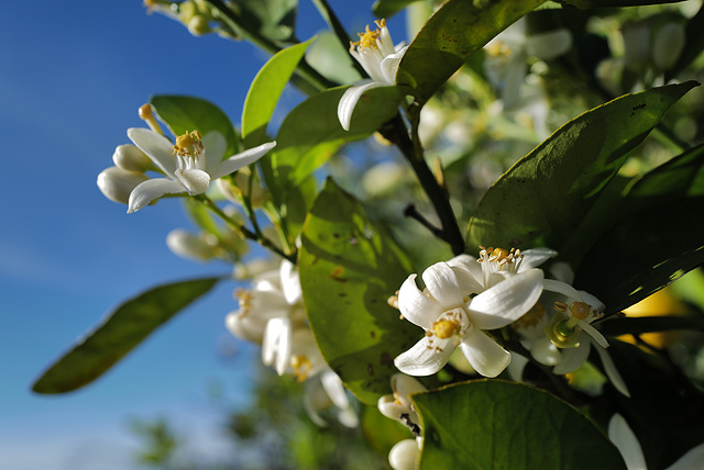 Orange tree blossom, feel the azahar scent !