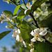 Orange tree blossom, feel the azahar scent !