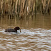 Little grebe with a fish