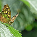 Speckled Wood - Pararge aegeria