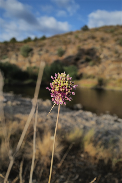 Allium ampeloprasum, Penedos, Ribeira do Vascão