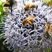 20230719 2498CP~V [D~LIP] Kugeldistel, Helle Erdhummel (Bombus lucorum), Honigbiene, Gelbbindige Furchenbiene (Halictus scabiosae), Bad Salzuflen