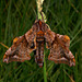 Small-Eyed Sphinx Moth -Paonias myops