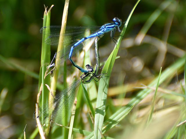 Azure Bluet in cop (Coenagrion puella) DSB 0160