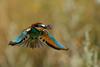 Guêpier d'Europe Merops apiaster - European Bee-eater retour de chasse