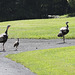 Wild Turkey family