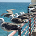 Gaviotas de Valparaíso