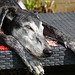 Murphy sleeping in the sun