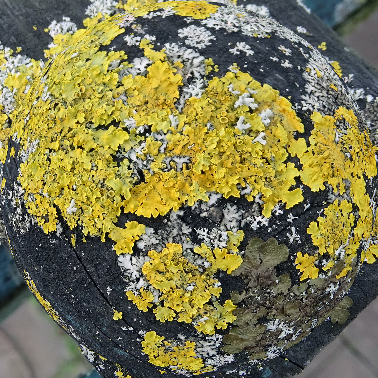 Xanthoria parietina