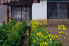 Canola flowers