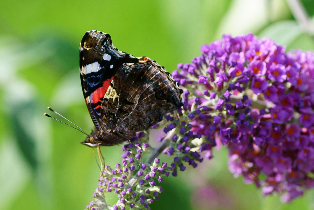 Admiral auf Sommerflieder