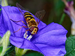 Syrphus ribesii (PiP)