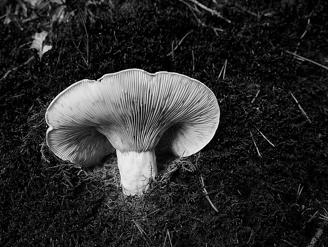 Mushroom on the path