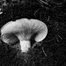 Mushroom on the path