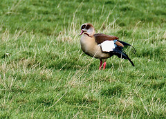 Nilgans