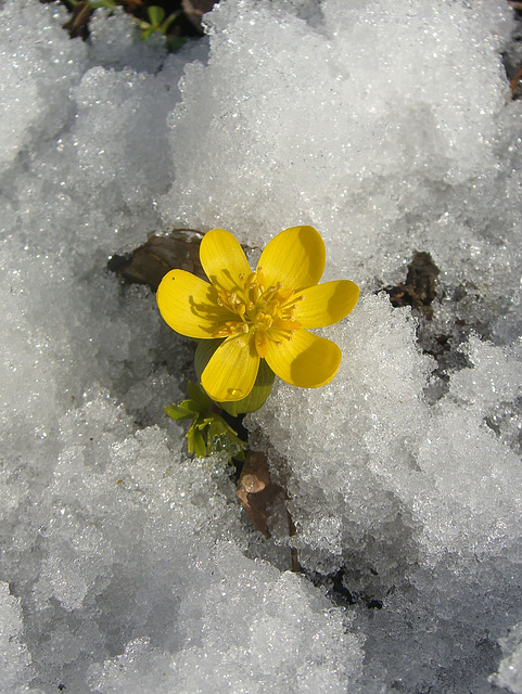 Blütensonne im Schnee