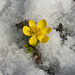 Blütensonne im Schnee
