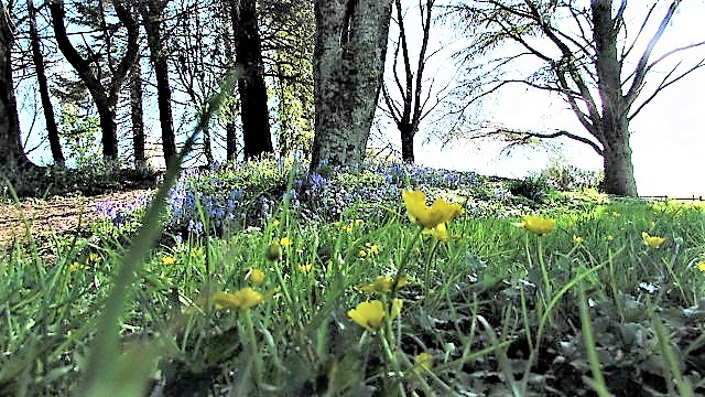 Spring Flowers On The Hill