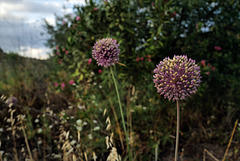 Allium ampeloprasum, Penedos, Ribeira do Vascão