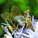 20230719 2506CPw [D~LIP] Kugeldistel, Sandbiene (Andrena nitida), Bad Salzuflen