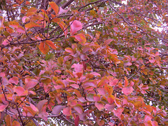 CREPE MYRTLE IN THE FALL ..